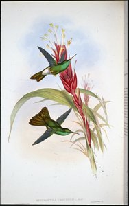 Golden-tailed Plumeleteer (Hypuroptila Urochrysia) (hand-coloured litho) بواسطة جون (بعد) جولد