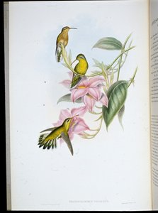 Golden-throated Humming Bird (Chrysobronchus Viriscens) (hand-coloured litho) بواسطة جون (بعد) جولد