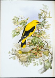 Golden Oriole (Oriolus Galbula) (hand-coloured litho) بواسطة جون (بعد) جولد