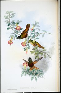 Golden star-frontlet (Helianthea Eos) (hand-coloured litho) بواسطة جون (بعد) جولد