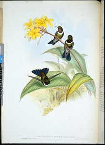 Gorgeted Sun Angel (Heliangelus Strophianus) (hand-coloured litho) بواسطة جون (بعد) جولد
