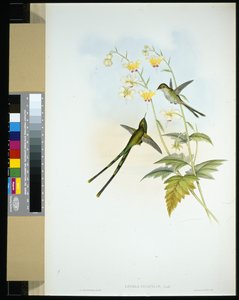 حامل القطار الرشيق (lesbia gracilis) (ليثو ملون يدويًا) بواسطة جون (بعد) جولد