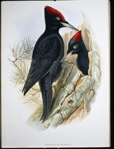 Great Black Woodpecker (Dryocopus Martius) (hand-coloured litho) بواسطة جون (بعد) جولد