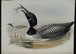 Great Northern Diver (Colymbus Glacialis) (hand-coloured litho) بواسطة جون (بعد) جولد
