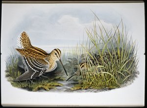 Great Snipe (Gallinaco Major) (hand-coloured litho) بواسطة جون (بعد) جولد