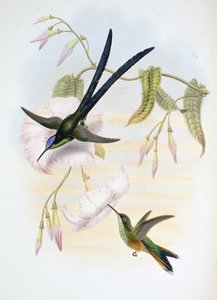 Great fork-tailed humming bird (Hylonymphia Macrocerca) (hand-coloured litho) بواسطة جون (بعد) جولد