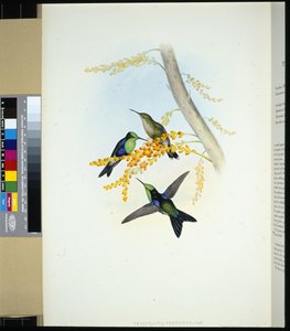 Green-crowned Panoplites (thalurania verticeps) (hand-coloured litho) بواسطة جون (بعد) جولد