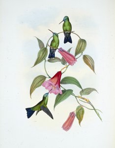 Green & Blue Sapphire (eucephala smaragdocaerulea) (hand-coloured litho) بواسطة جون (بعد) جولد