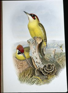 Green Woodpecker (Gecinus Viridis) (hand-coloured litho) بواسطة جون (بعد) جولد