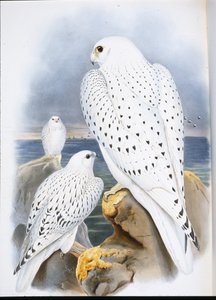 جرينلاند فالكون (Falco Candicans) (ليثو ملون يدويًا) بواسطة جون (بعد) جولد