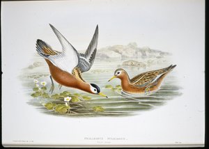 Grey Phalarope (Phalaropus Fulicarius) (hand-coloured litho) بواسطة جون (بعد) جولد