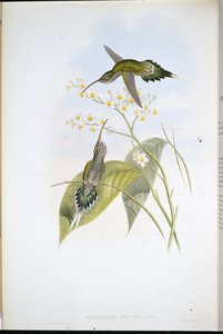 Hairy Hermit (Phaethornis Hispidus) (hand-coloured litho) بواسطة جون (بعد) جولد
