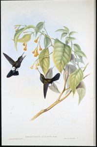 Hoary Puff-leg (Eriocnemis Lugens) (ليثو ملون يدويًا) بواسطة جون (بعد) جولد