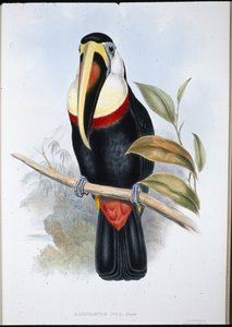 Inca Toucan (Ramphastos inica) (hand-coloured litho) بواسطة جون (بعد) جولد