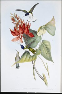Jacobin (Florisuga Mellivora) (ليثو ملون يدويًا) بواسطة جون (بعد) جولد