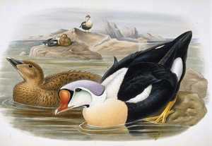 King Duck (Somateria Spectabilis) (hand-coloured litho) بواسطة جون (بعد) جولد