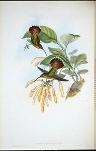 Lancelolate Hermit (Glaucis Lanceolata) (hand-coloured litho) بواسطة جون (بعد) جولد