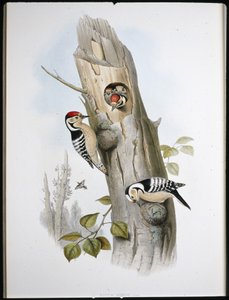 Lesser Spotted Woodpecker (Picus Minor) (hand-coloured litho) بواسطة جون (بعد) جولد