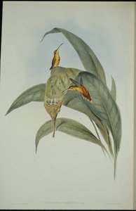 الناسك الصغير (Phaethornis eremita) (ليثو ملون يدويًا) بواسطة جون (بعد) جولد