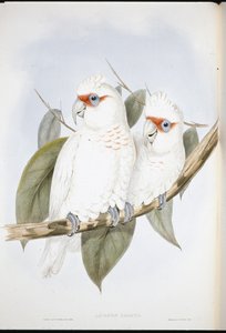 Long-billed Cockatoo (Licmetis Nasicus ) (hand-coloured litho) بواسطة جون (بعد) جولد