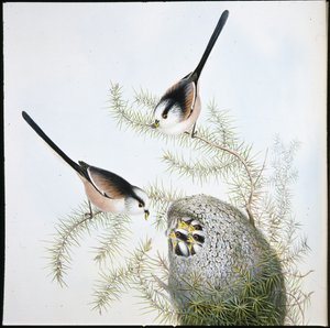 Long Tailed Tit (Mecistura Caudata) (hand-coloured litho) بواسطة جون (بعد) جولد