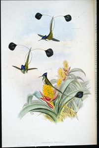 Marvellous Humming-bird (Loddigesia Mirabilis) (hand-coloured litho) بواسطة جون (بعد) جولد