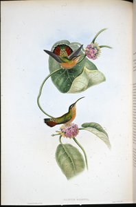Mazeppa Hermit (Glaucis Mazeppa) (ليثو ملون يدويًا) بواسطة جون (بعد) جولد