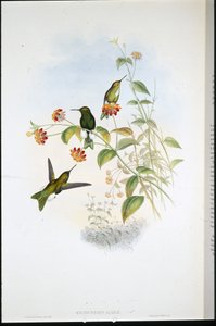 Metallic Puff-leg (Eriocnemis Alinae) (hand-coloured litho) بواسطة جون (بعد) جولد