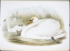 Mute Swan (Cygnus Olor) (hand-coloured litho) بواسطة جون (بعد) جولد