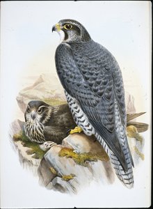 Norwegian or Gyrfalcon Falcon (Falco Gyrfalco) (hand-coloured litho) بواسطة جون (بعد) جولد