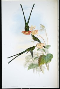 Nouna-koaliI (Lesbia Nuna) (hand-coloured litho) بواسطة جون (بعد) جولد