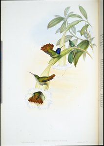 Oenone Humming-bird (Chrysuronia oenone) (hand-coloured litho) بواسطة جون (بعد) جولد