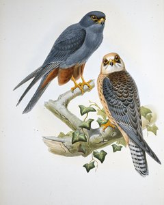 Orange-legged Hobby (Erythropus Vespertinus) (hand-coloured litho) بواسطة جون (بعد) جولد