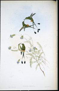 Peruvian Racket-tail (Spathura Peruana) (hand-coloured litho) بواسطة جون (بعد) جولد