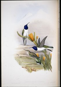 Pichinchian Hill-star (Oreotrochilus Pichincha) (hand-coloured litho) بواسطة جون (بعد) جولد