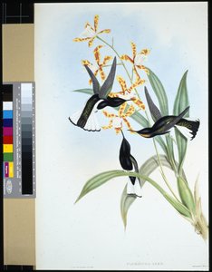 Pied Jacobin (florisuga ater) (hand-coloured litho) بواسطة جون (بعد) جولد