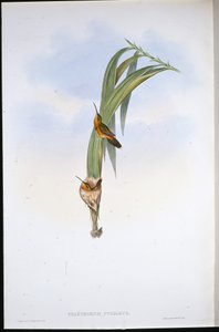 Pigmy Hermit (Phaethornis Pygmaeus) (hand-coloured litho) بواسطة جون (بعد) جولد