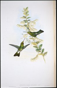 الطيور الطنانة ذات الحلق الصنج (Aphantochroa Gularis) (أعضاء ملونة يدويًا) بواسطة جون (بعد) جولد