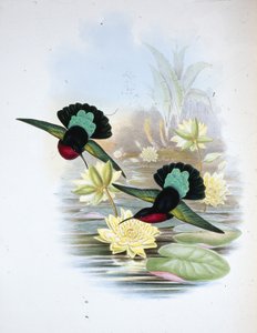 Purple-breasted Carib (Eulampis Jugularis) (hand-coloured litho) بواسطة جون (بعد) جولد