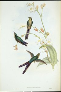 Purple-tailed Comet humming bird (Sparganura Glyceria) (hand-coloured litho) بواسطة جون (بعد) جولد