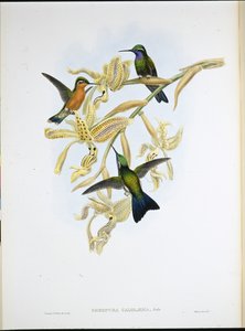 Purple-throated humming bird (Oreopyra Calolaema) (hand-coloured litho) بواسطة جون (بعد) جولد