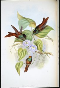 Rainbow (Diphogena Iris) (hand-coloured litho) بواسطة جون (بعد) جولد