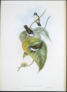Red-billed Azure-crown (Cyanomyia Quadricolor) (hand-coloured litho) بواسطة جون (بعد) جولد