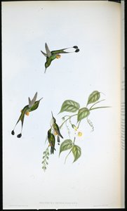 Red-booted Racket-tail (Spathura Rufocaligata) (hand-coloured litho) بواسطة جون (بعد) جولد