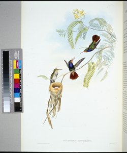 Red-throated Sapphire (hylocharis sapphirinus) (hand-coloured litho) بواسطة جون (بعد) جولد
