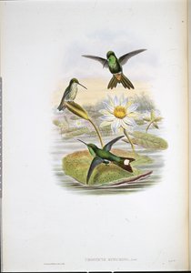 طائر الطنان ذو الطرف الأبيض ذو الفتحة الحمراء (Urosticte Ruficrissa) (ليثو ملون يدويًا) بواسطة جون (بعد) جولد
