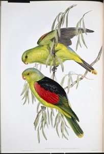Red-winged Lory (Aprosmictus Erythropterus ) (hand-coloured litho) بواسطة جون (بعد) جولد