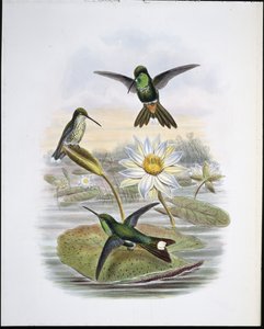 Red Vented White Tip (hand-coloured litho) بواسطة جون (بعد) جولد