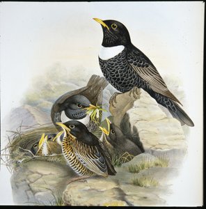 Ring Ouzel (Mer Ulatorquata) (حجر ملون يدويًا) بواسطة جون (بعد) جولد