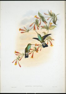 Riverine Emerald (Agyrtria Fluviatilis) (hand-coloured litho) بواسطة جون (بعد) جولد